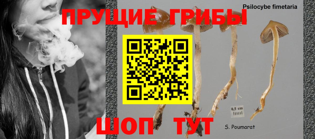 купить наркотики сайты  Вход с VPN  Звенигород  Галлюциногенные грибы прущие грибы 